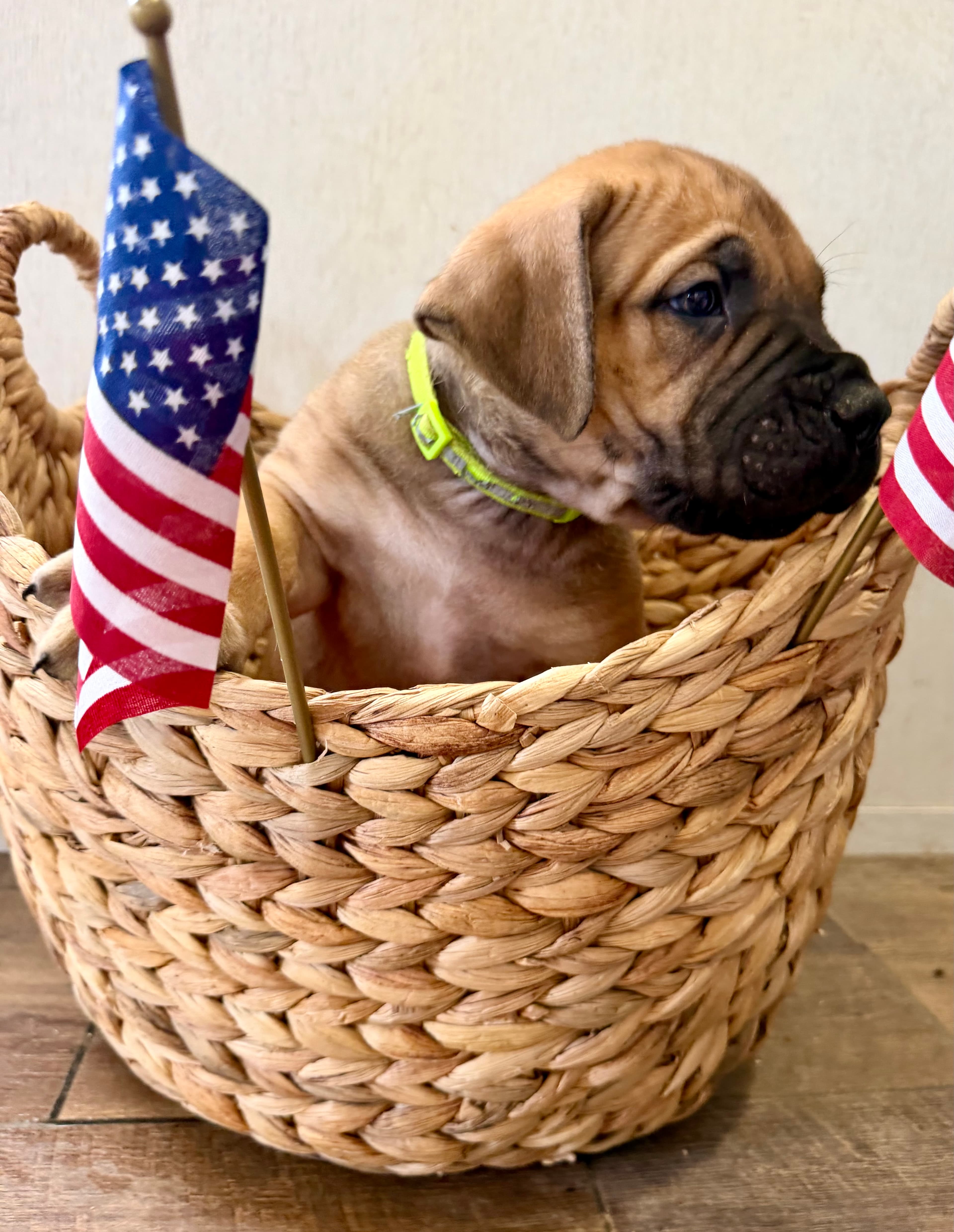 Neon Yellow Collar - male South African Boerboel puppy at Peterbuilt Boerboel