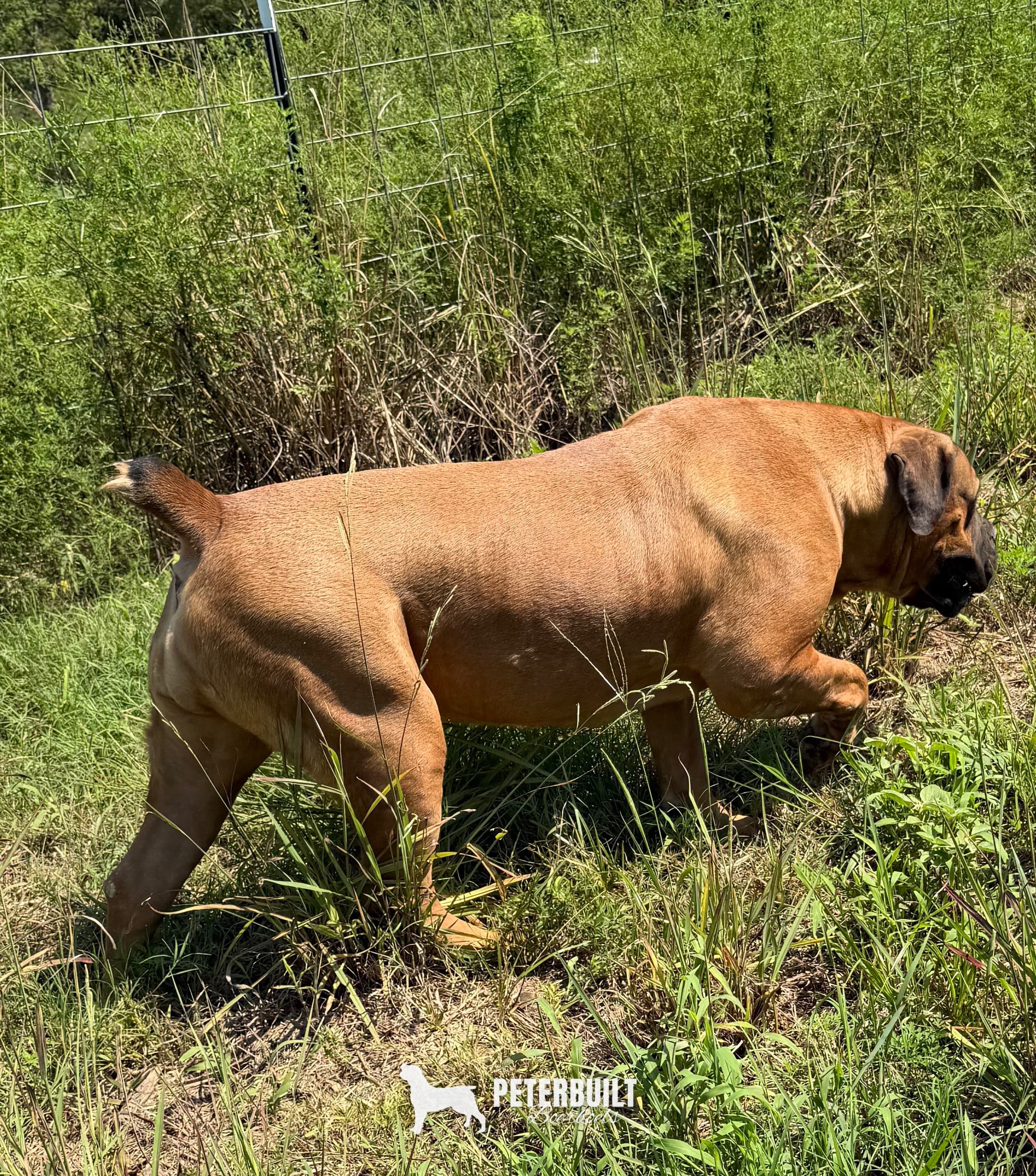 Brickhouse Peaches - female Reddish Brown South African Boerboel for sale at Peterbuilt Boerboel