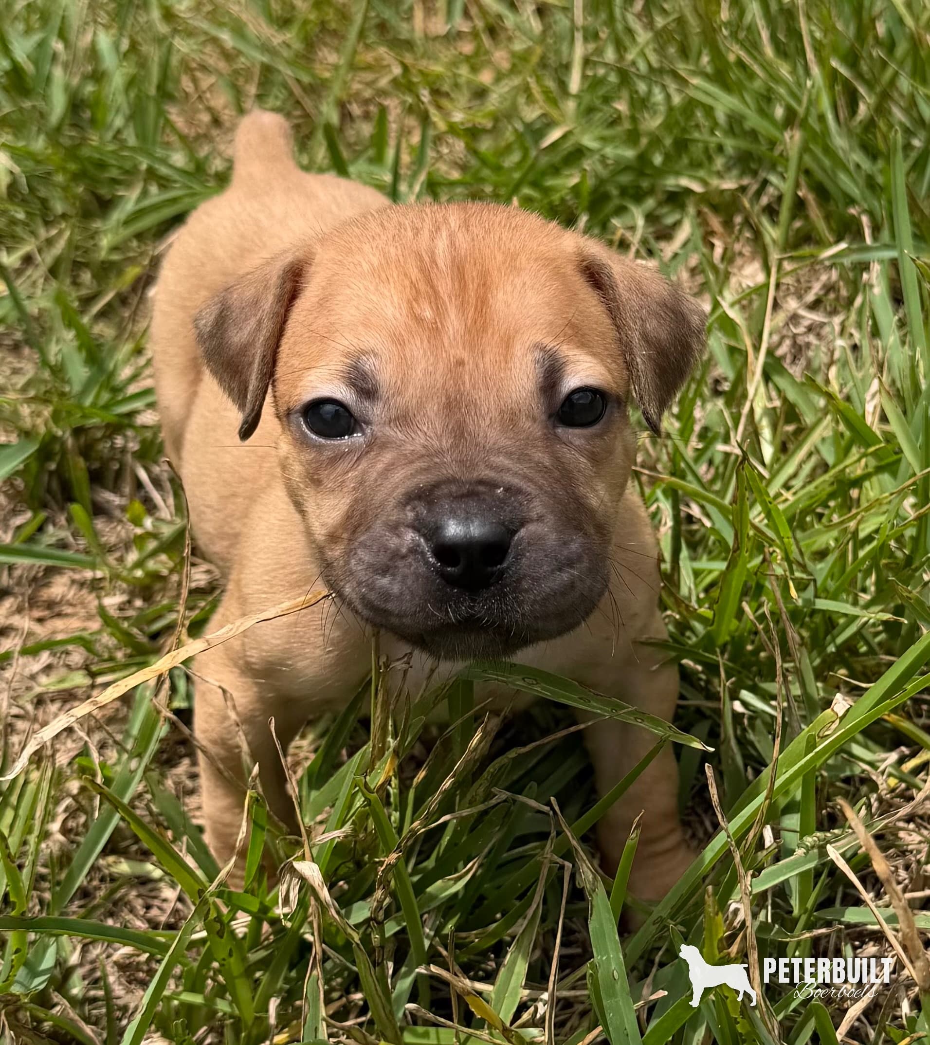 No Collar (fawn) - female Fawn South African Boerboel puppy for sale at Peterbuilt Boerboel