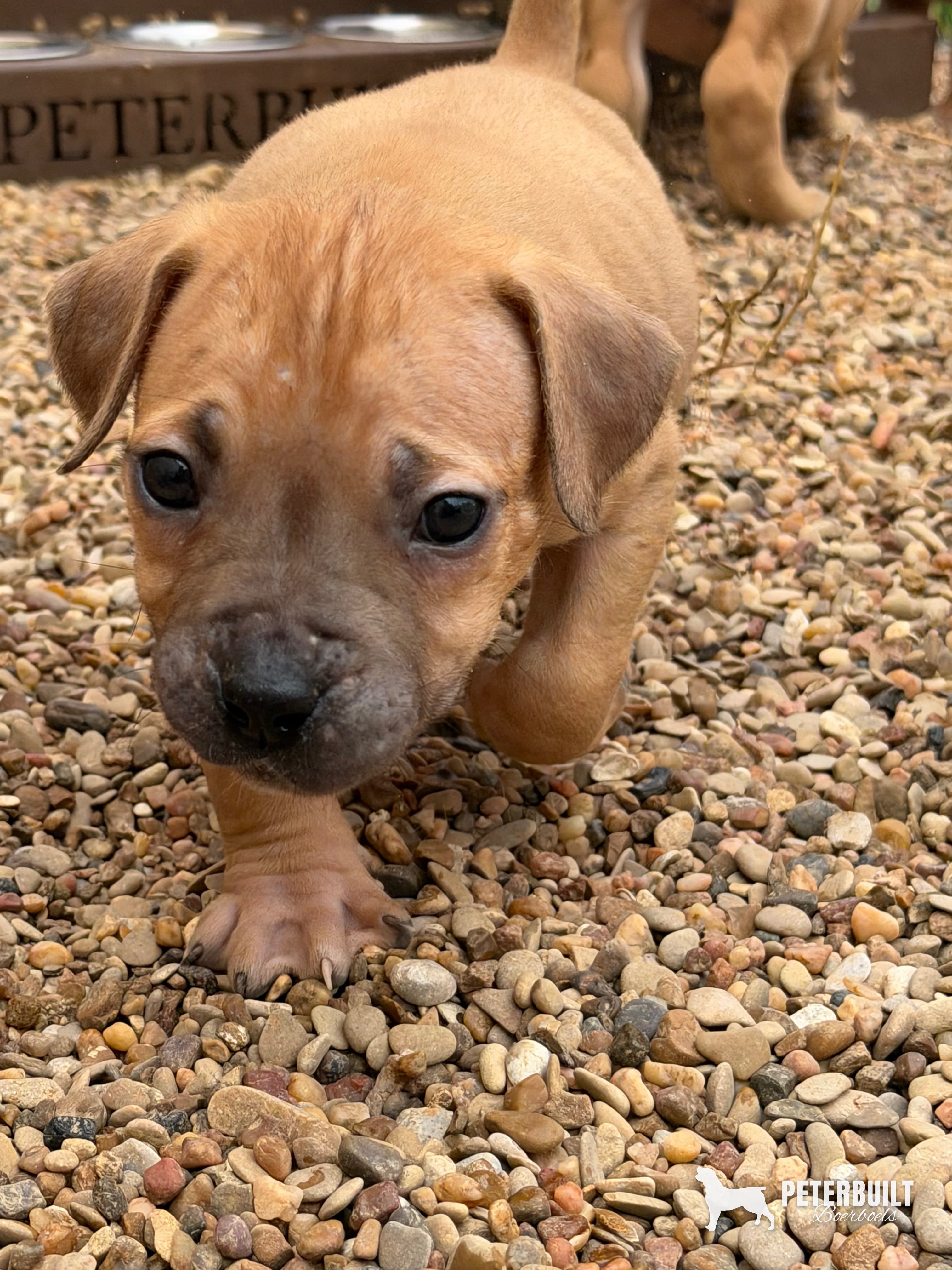 No Collar (fawn) - female Fawn South African Boerboel puppy for sale at Peterbuilt Boerboel