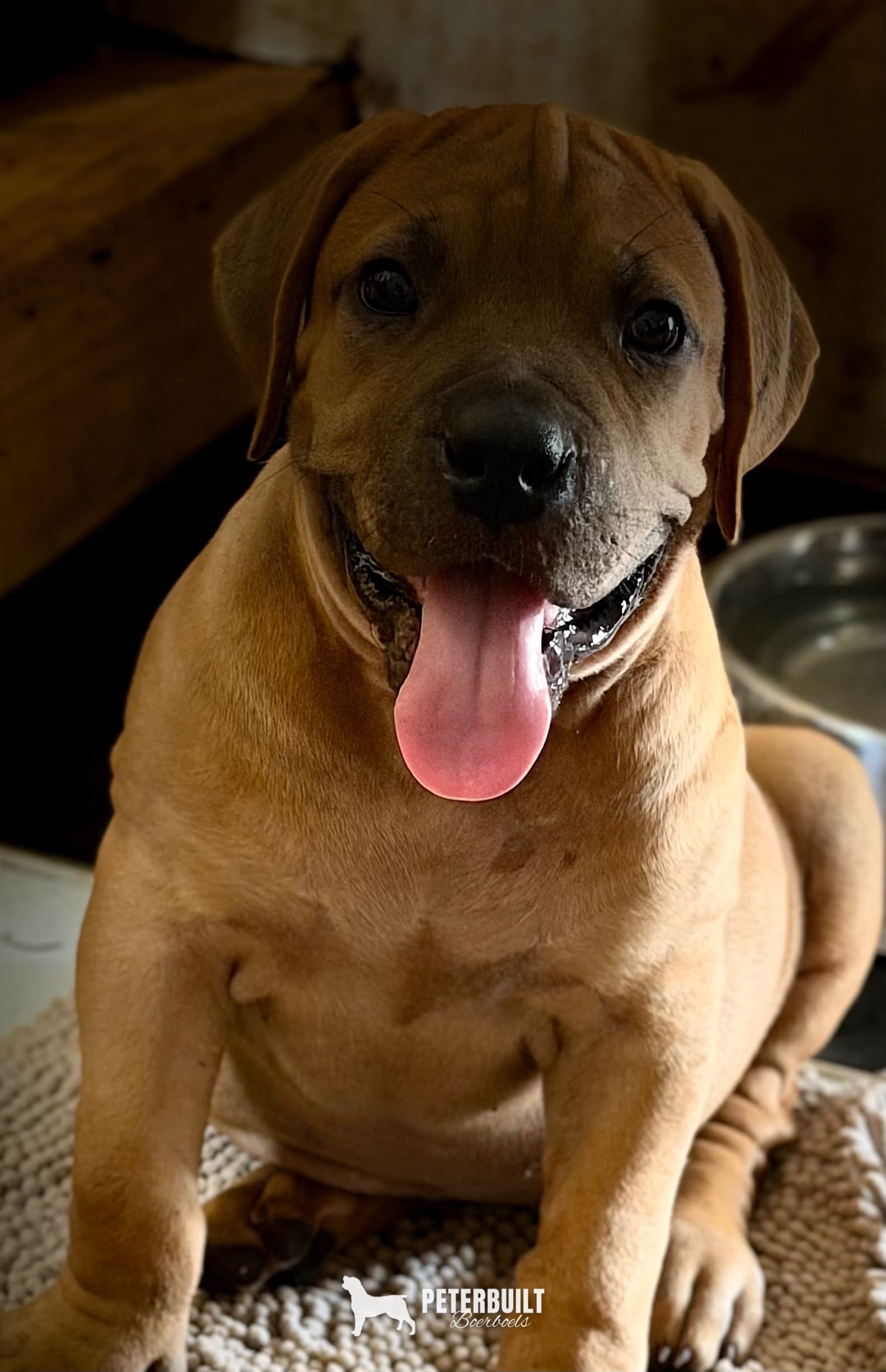 No Collar (fawn) - female Fawn South African Boerboel puppy at Peterbuilt Boerboel
