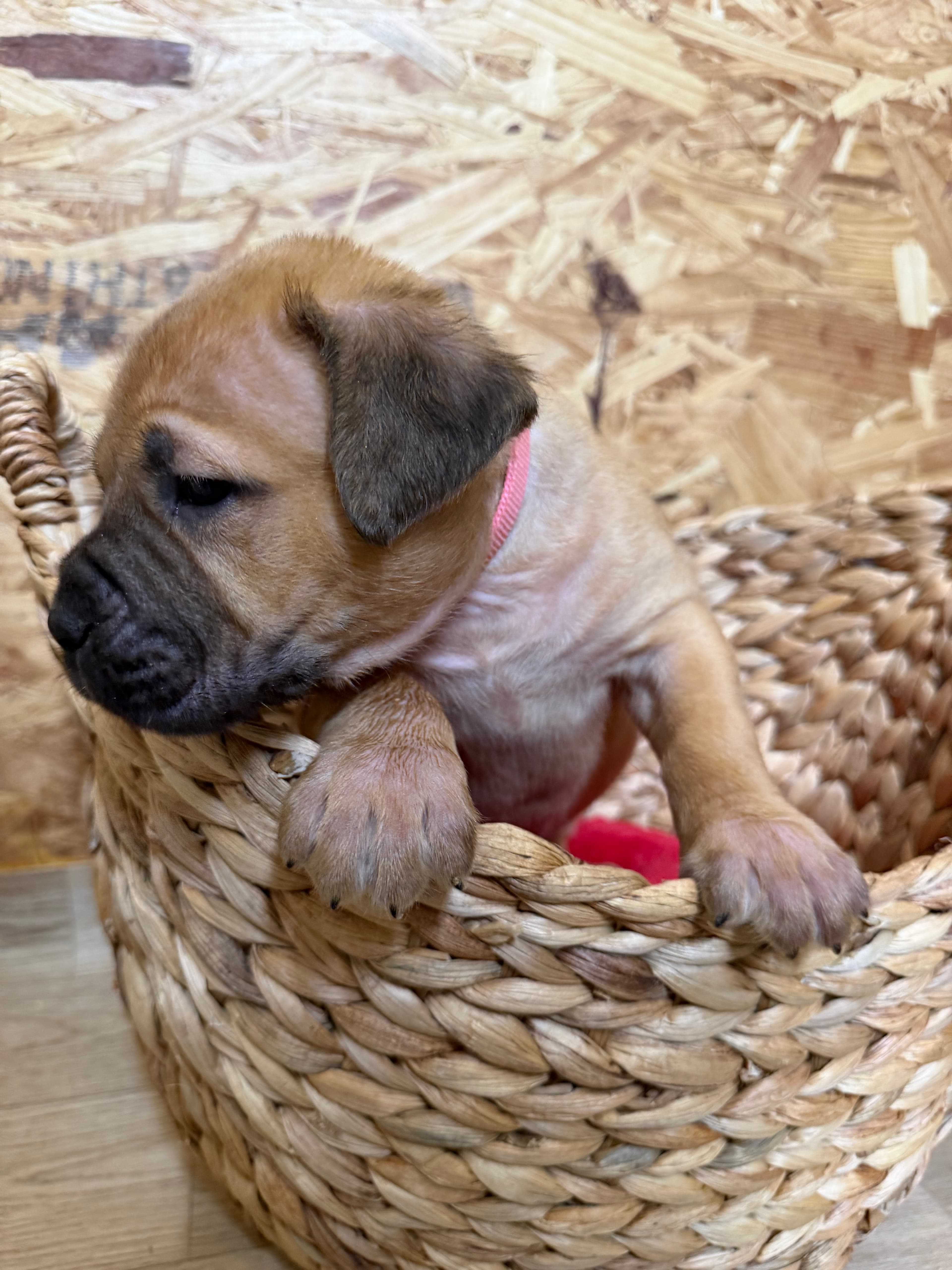 Pink Collar - female South African Boerboel puppy at Peterbuilt Boerboel