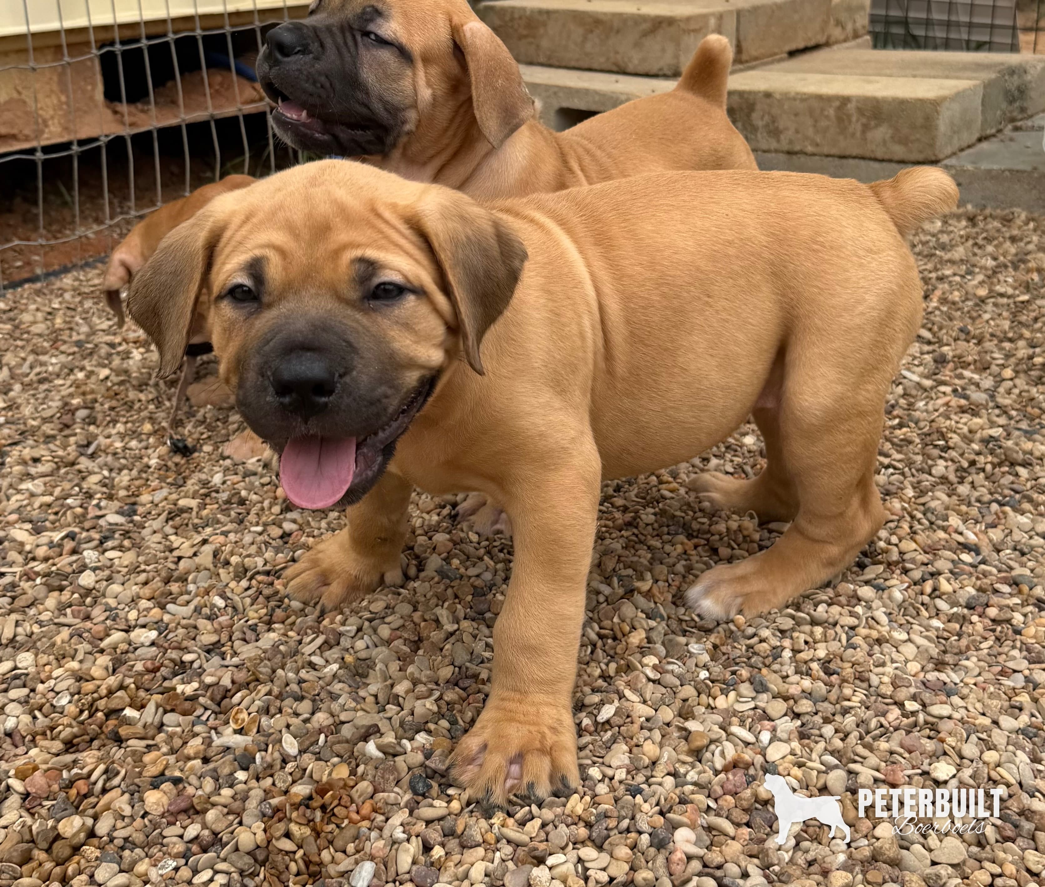 Pink Collar - female South African Boerboel puppy at Peterbuilt Boerboel