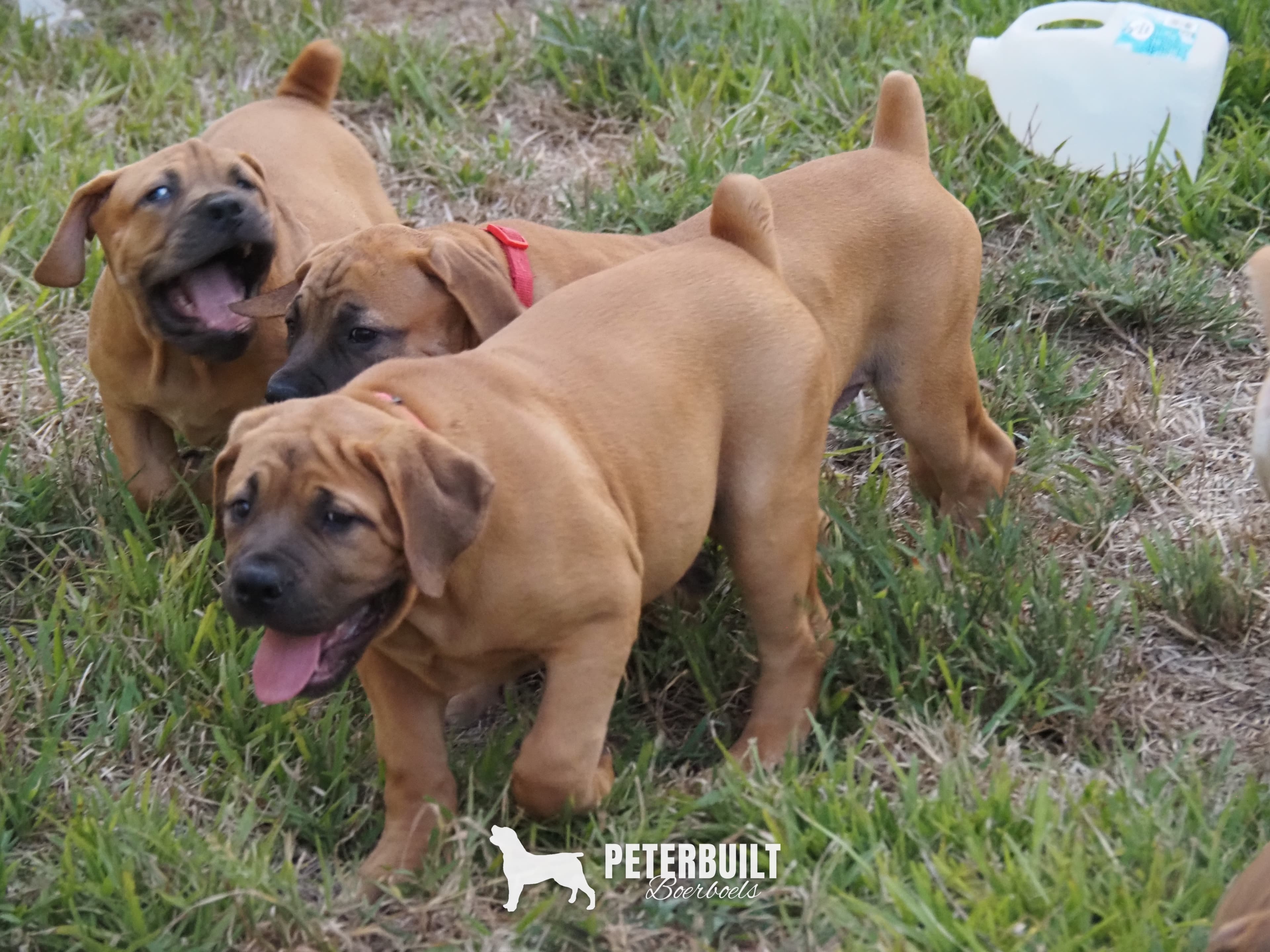 Pink Collar - female South African Boerboel puppy at Peterbuilt Boerboel