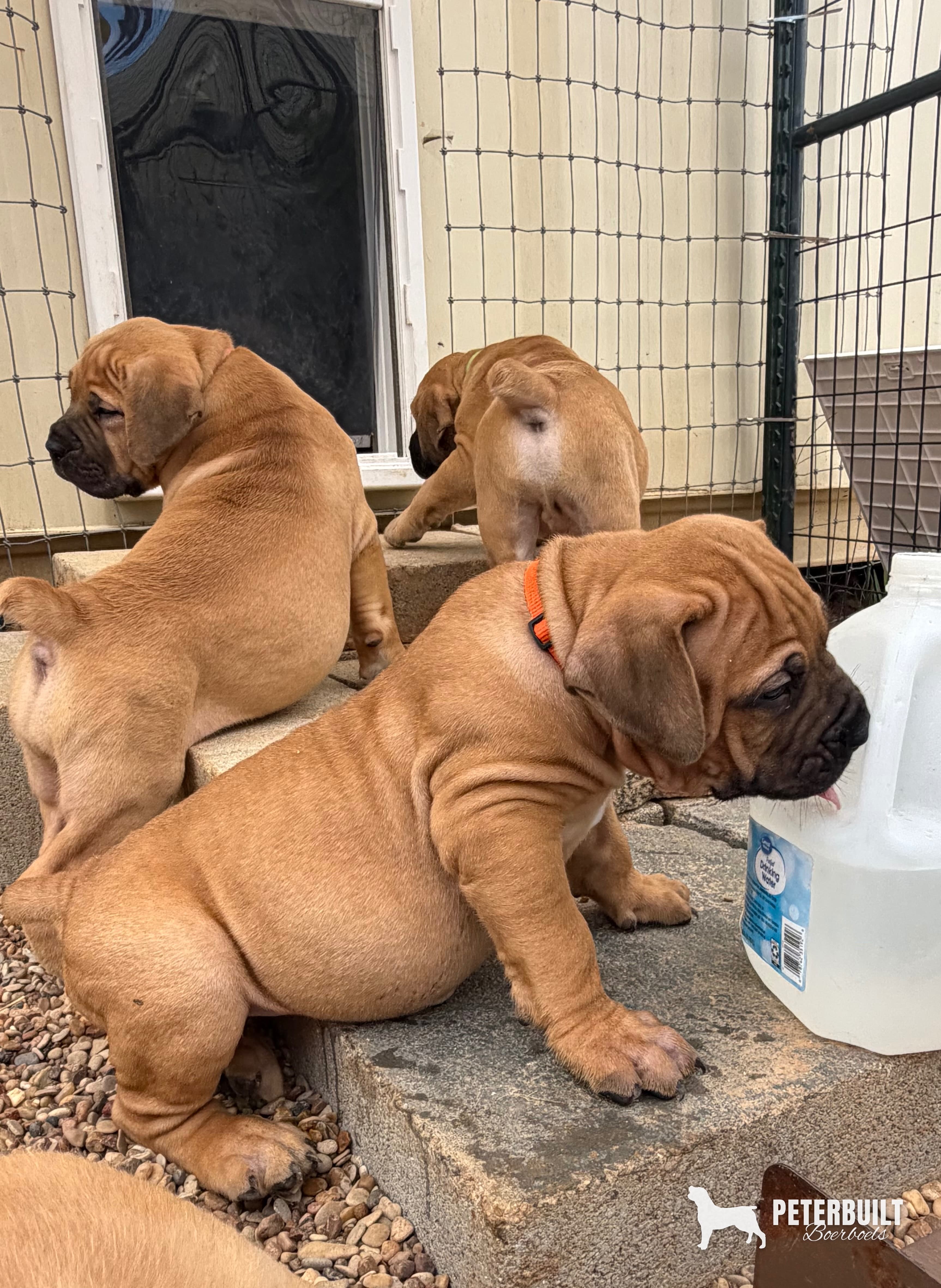Orange Collar - male South African Boerboel puppy at Peterbuilt Boerboel