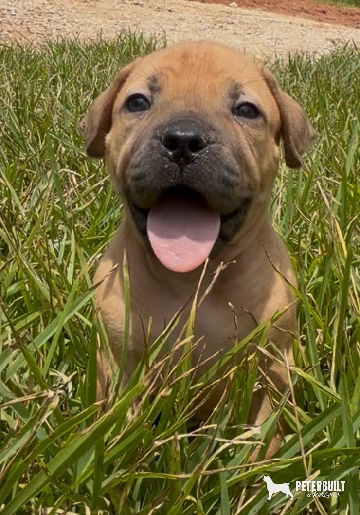 Teal Collar - female South African Boerboel puppy for sale at Peterbuilt Boerboel