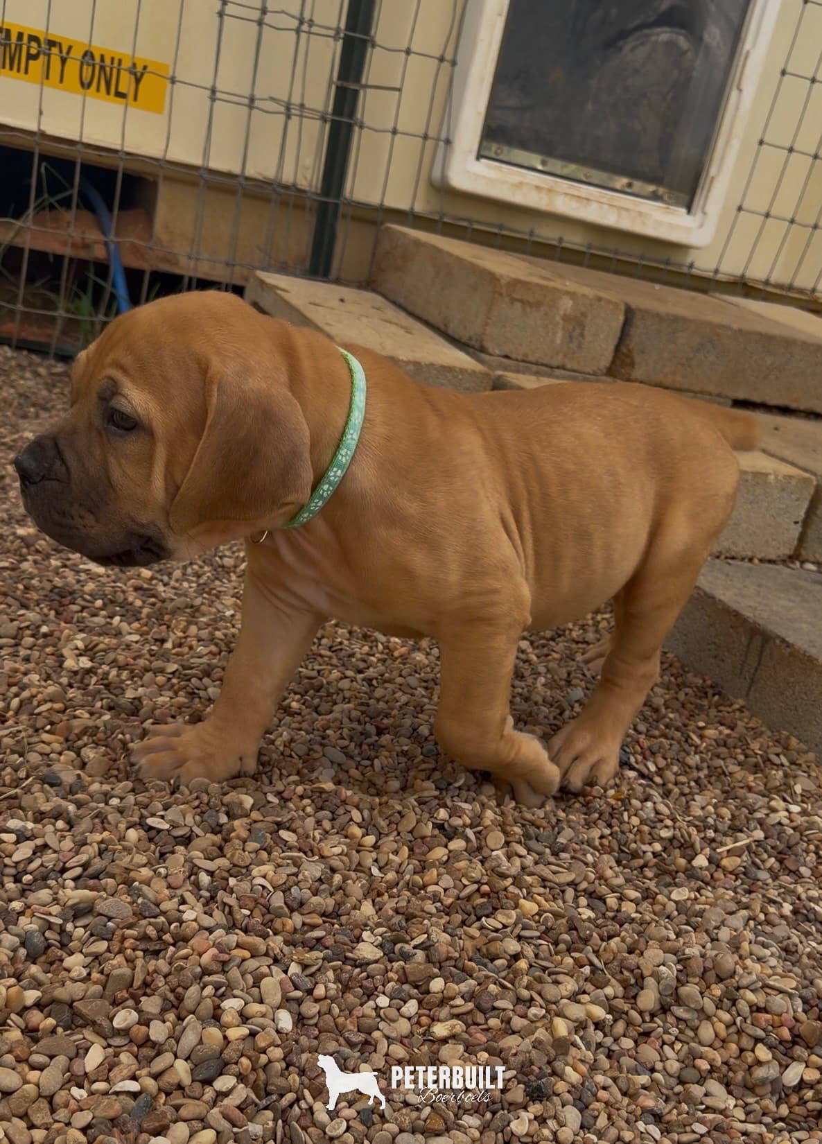 Teal Collar - female South African Boerboel puppy for sale at Peterbuilt Boerboel