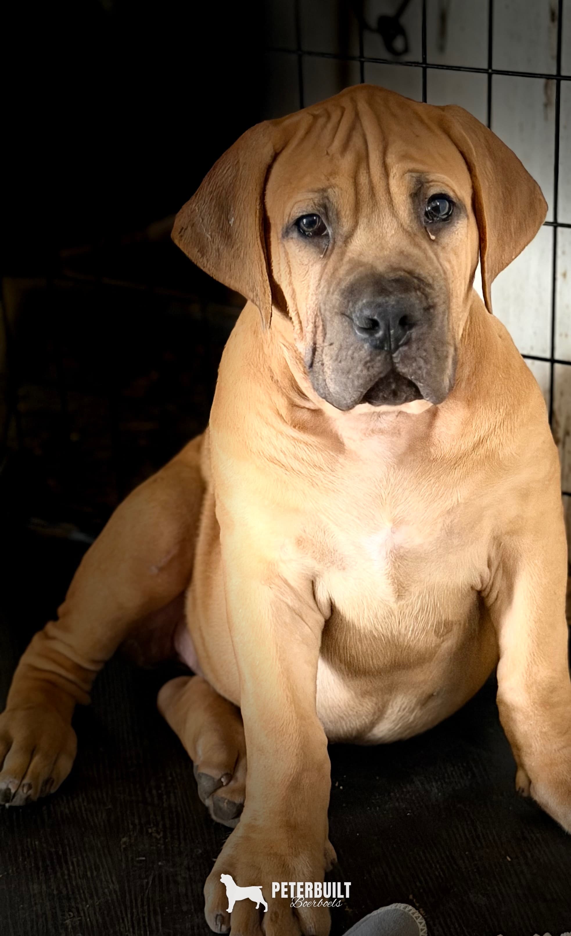 Teal Collar - female South African Boerboel puppy at Peterbuilt Boerboel