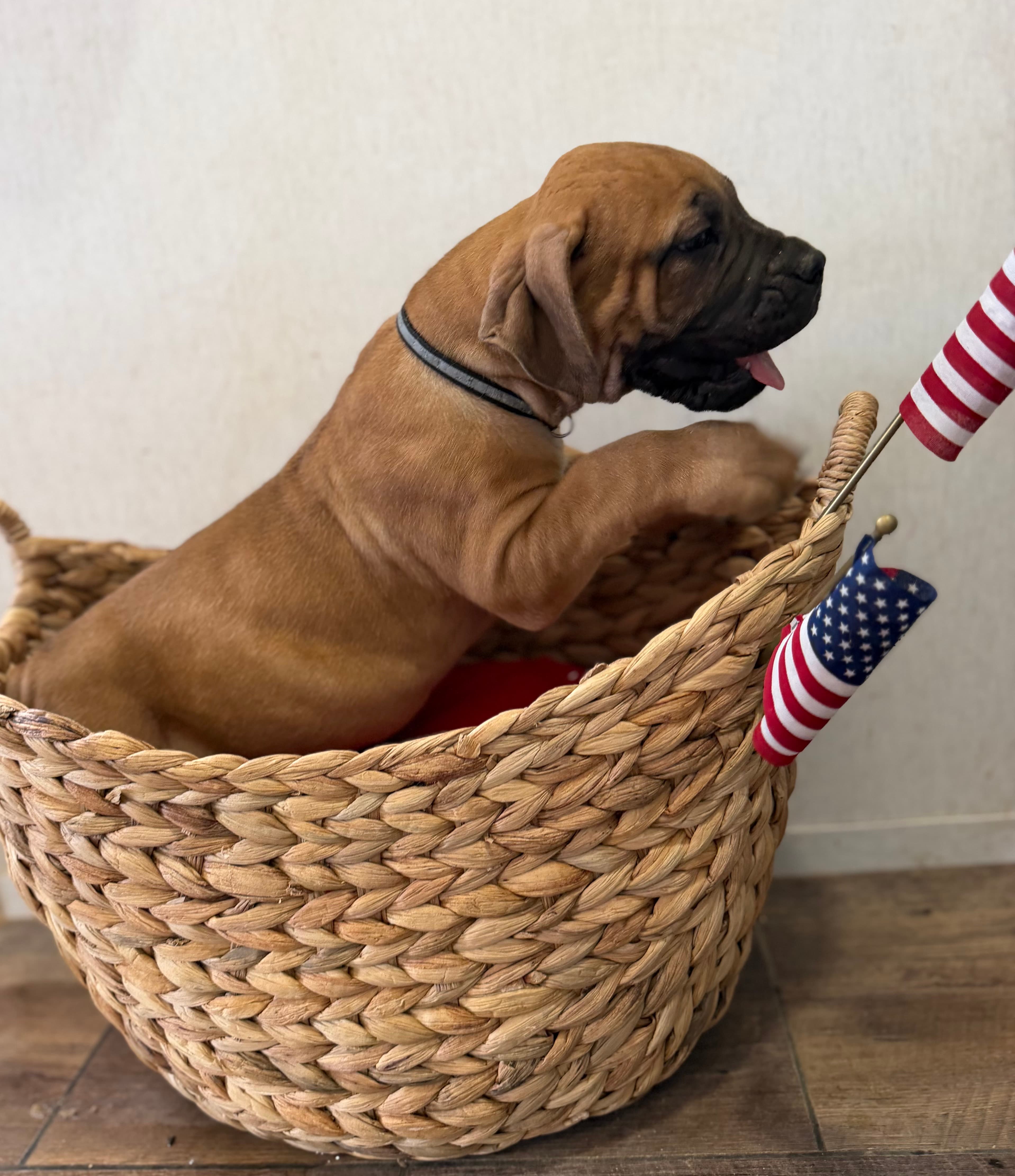 Black Collar - male South African Boerboel puppy at Peterbuilt Boerboel