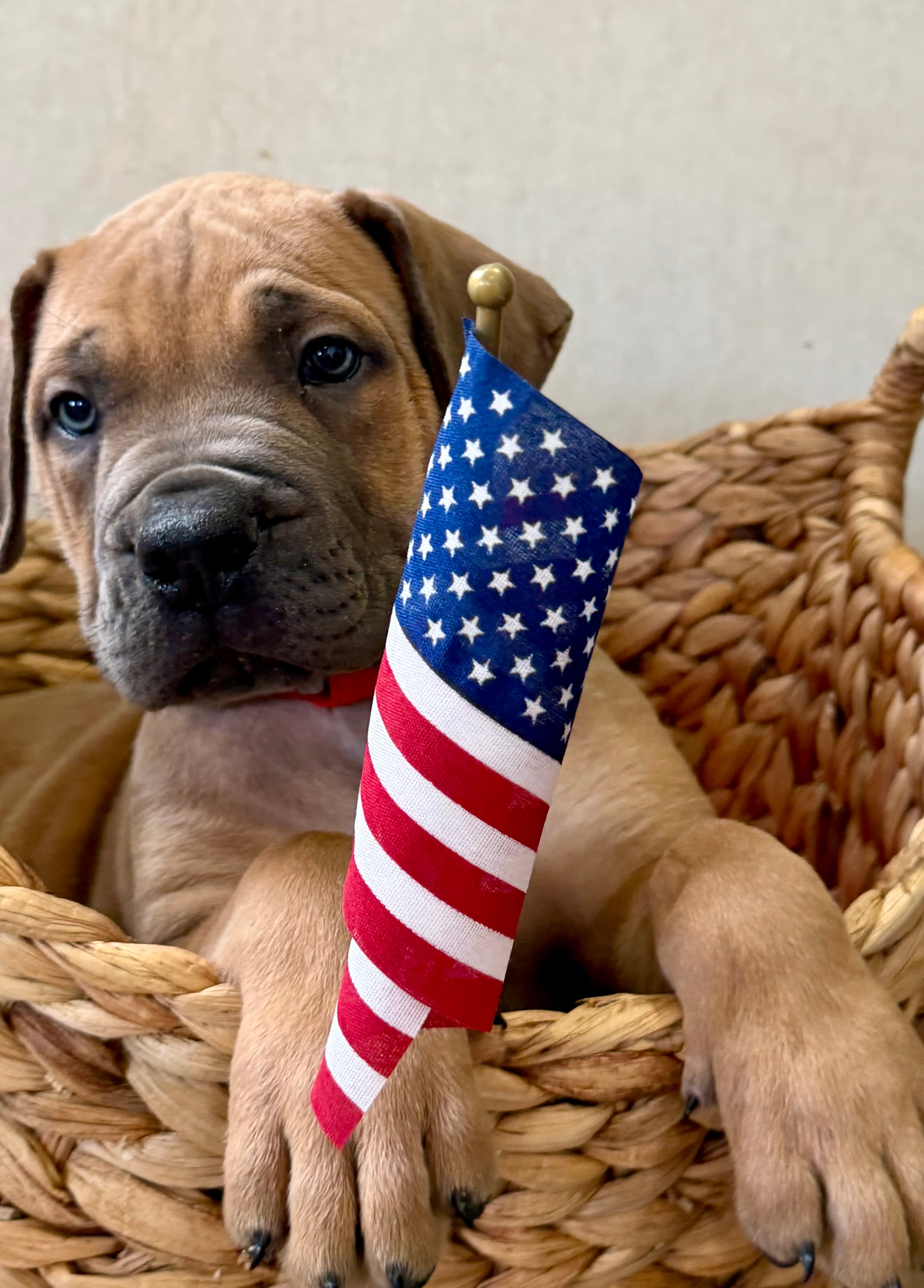 Pink Collar - female South African Boerboel puppy at Peterbuilt Boerboel