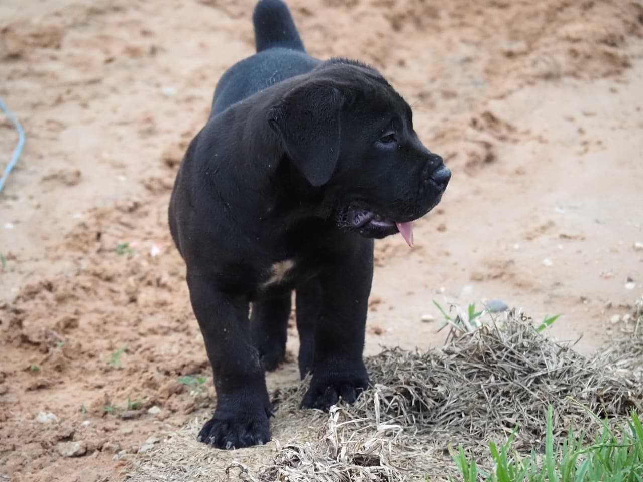 No Collar - male Black South African Boerboel puppy at Peterbuilt Boerboel