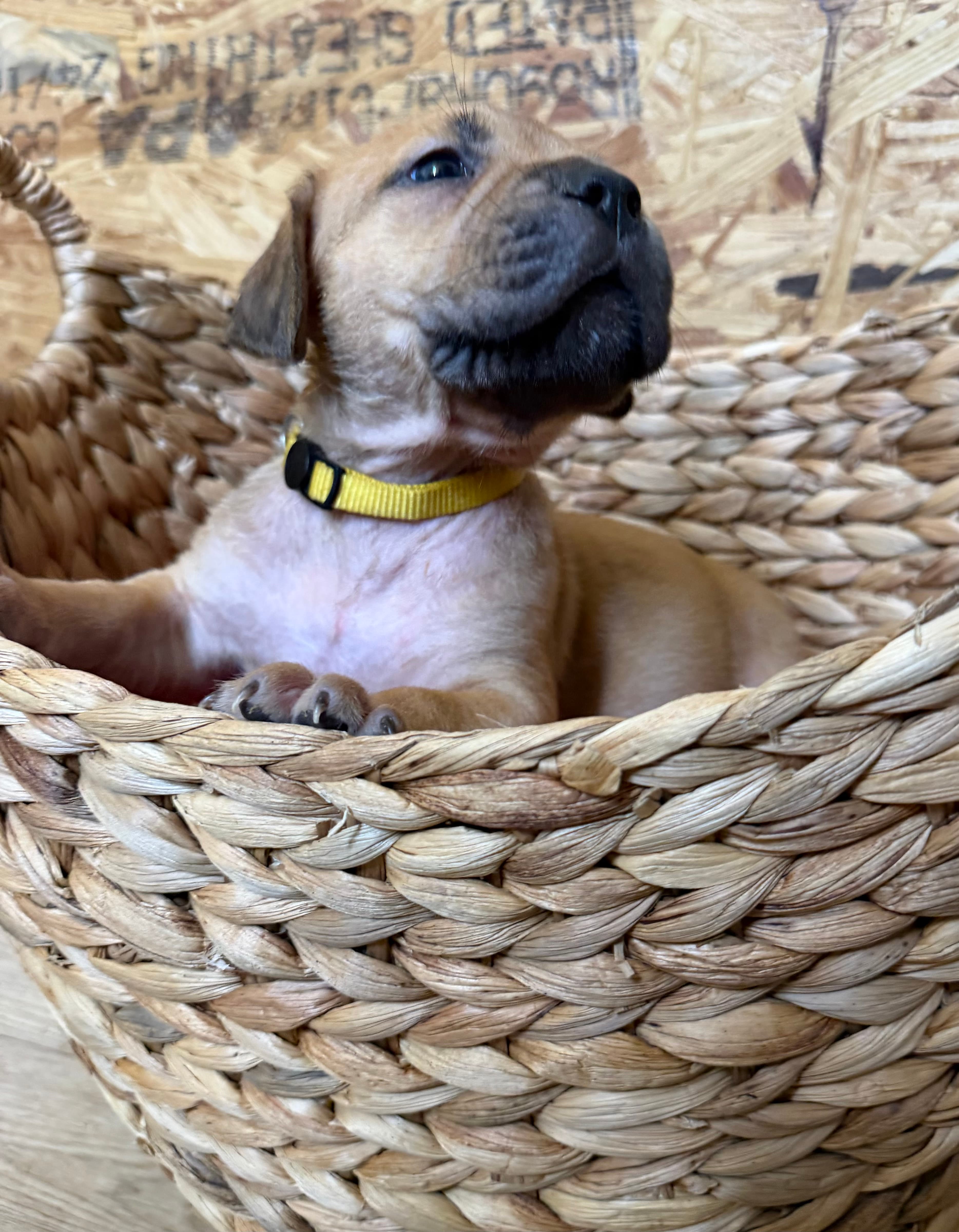 Yellow Collar - female South African Boerboel puppy for sale at Peterbuilt Boerboel