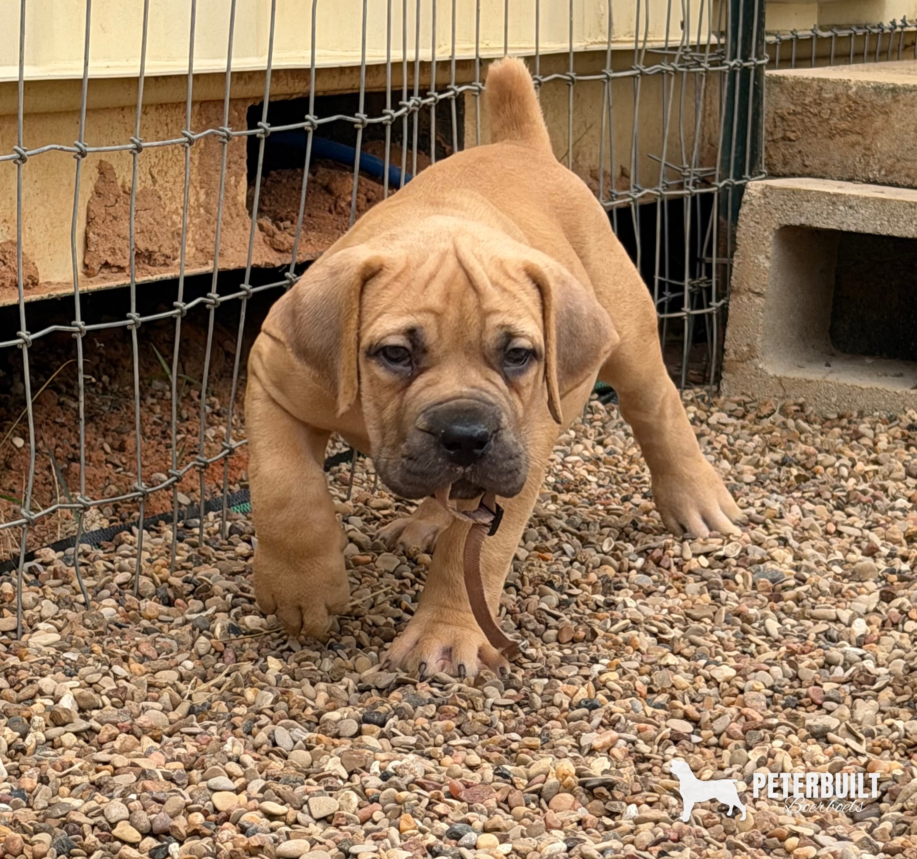 Yellow Collar - female South African Boerboel puppy at Peterbuilt Boerboel