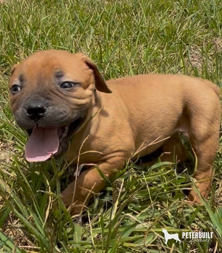 Violet Collar "Boss Lady" - female South African Boerboel puppy for sale at Peterbuilt Boerboel