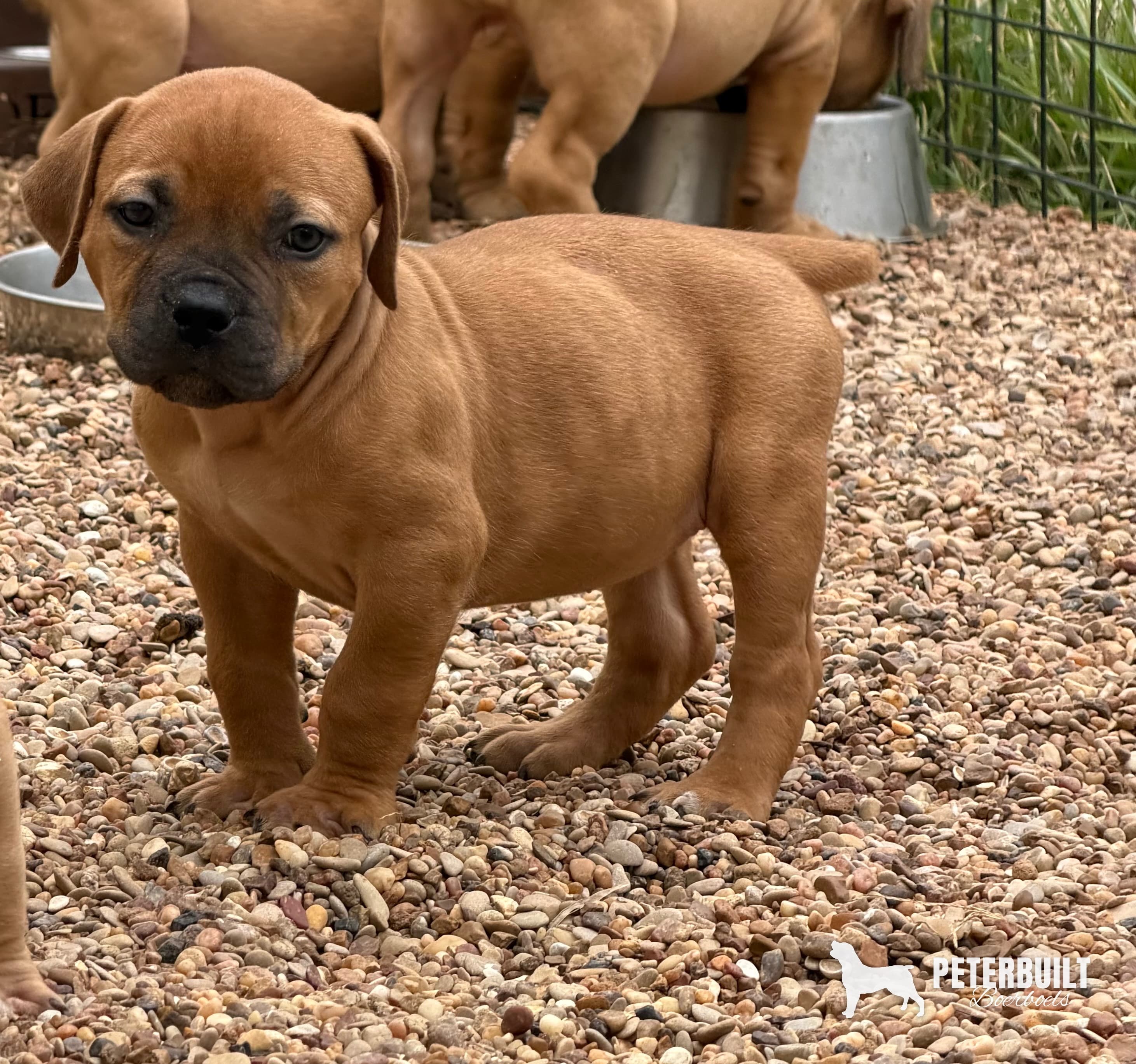 Violet Collar "Boss Lady" - female South African Boerboel puppy at Peterbuilt Boerboel
